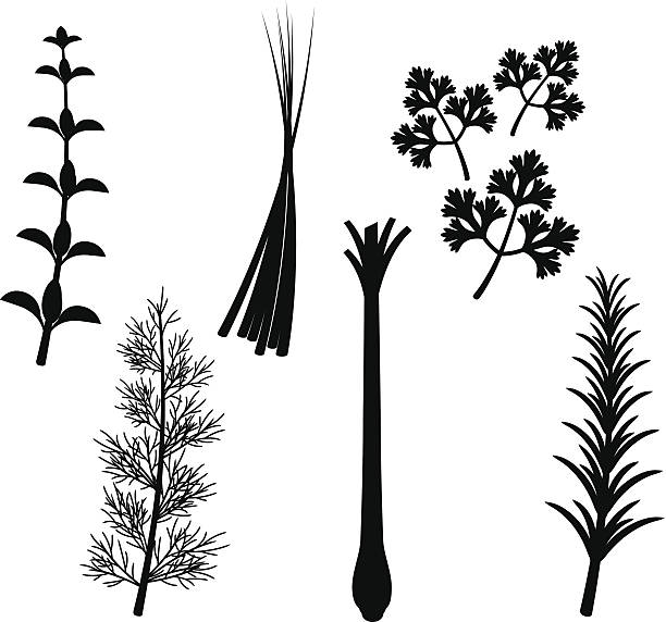 허브 실루엣 설정 - chive herb isolated freshness stock illustrations