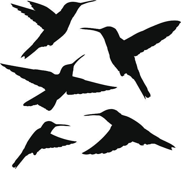 hummingbird silhouettes set of five detailed black hummingbird silhouettes isolated on white hummingbird stock illustrations