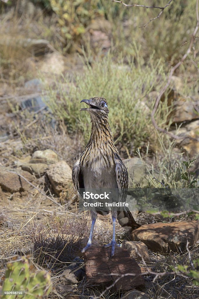 Hot Rennkuckuck - Lizenzfrei Arizona Stock-Foto