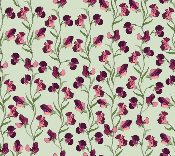 ilustraciones, imágenes clip art, dibujos animados e iconos de stock de floral seamless texture. - flower sweetpea pattern seamless