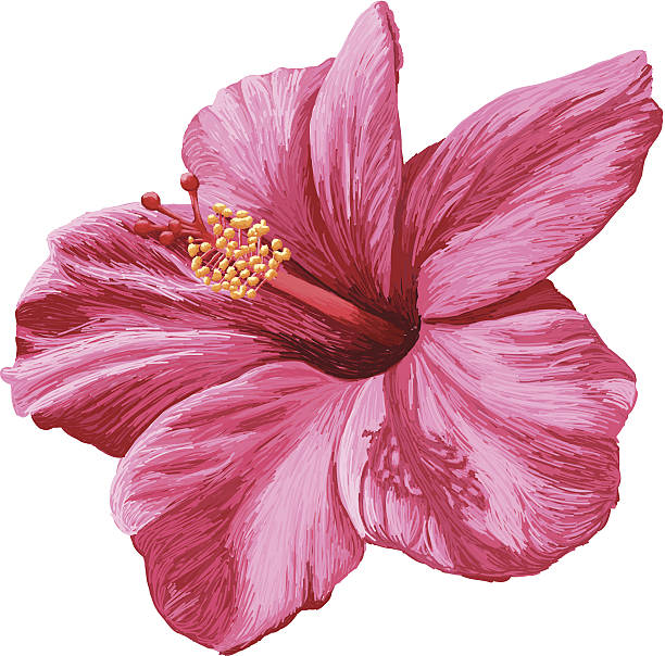 벡터 실감나는 하비스쿠스 아이리스입니다 흰색 바탕에 흰색 배경 - hibiscus pink flower botany stock illustrations