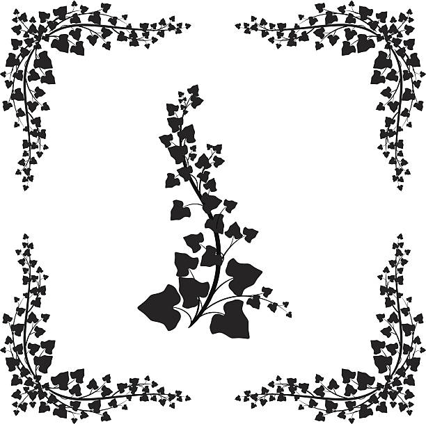 черный плющ лоза силуэт - ivy vine leaf frame stock illustrations