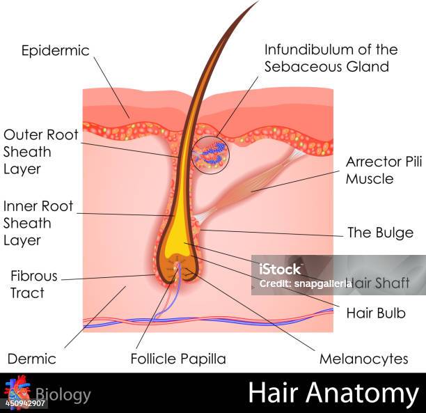 Ilustración de Anatomía De Cabello y más Vectores Libres de Derechos de Tallo del pelo - Tallo del pelo, Folículo piloso, Glándula sebácea