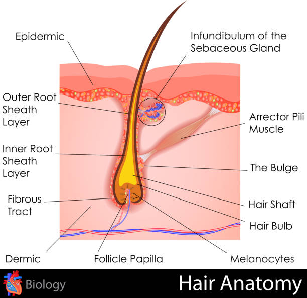 ilustrações de stock, clip art, desenhos animados e ícones de anatomia do cabelo - root hair