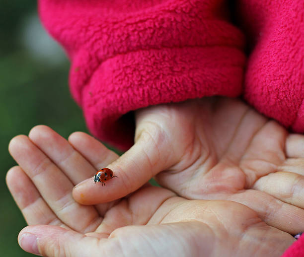 istock Ladybird lucky charm in the hand 450947725