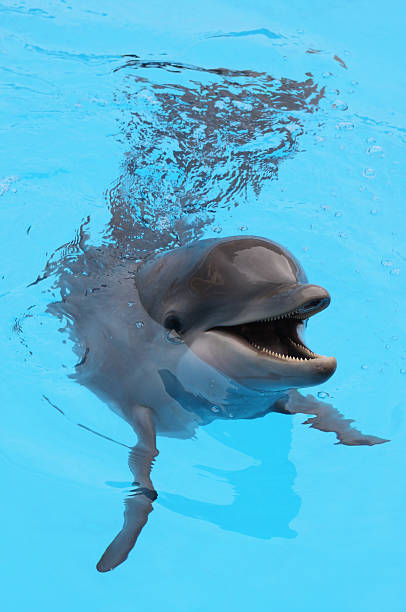 Dolphin in blue stock photo