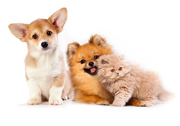 istock kitten persian and pomeranian spitz, Pembroke 450949561