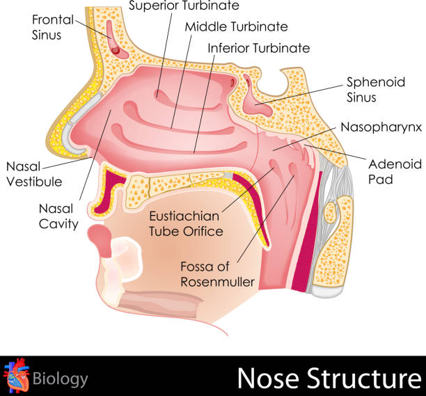 illustrazioni stock, clip art, cartoni animati e icone di tendenza di naso umano - nasal cavity