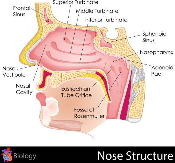 ilustrações de stock, clip art, desenhos animados e ícones de nariz humano - cavidade nasal