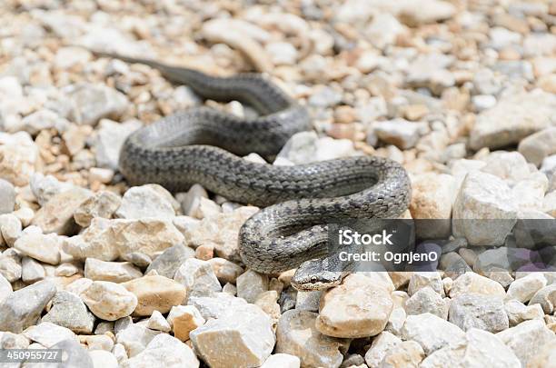 Smooth Snake Stock Photo - Download Image Now - Aggression, Animal, Animal Wildlife