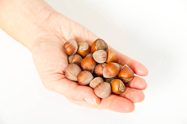 istock Woman Hand holding hazelnuts on white 450956319