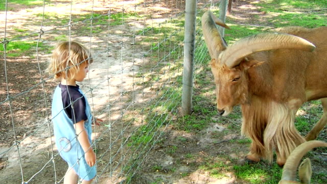 Little Boy Feeding Goat