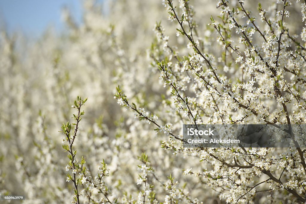 Blossoming hawthorn casquillos - Foto de stock de Aire libre libre de derechos