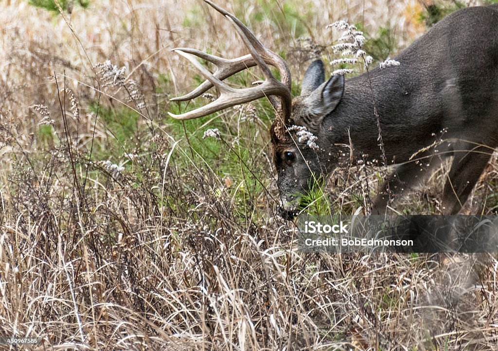 Buck In The Grass Taken at Cades Cove in the fall. Animal Stock Photo