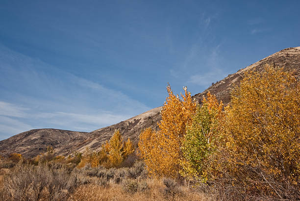 Canyon Del Fiume Yakima Foto e Immagini Stock iStock