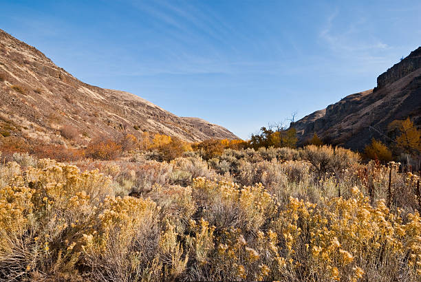 istock Sagebrush in the Yakima River Canyon 450967859
