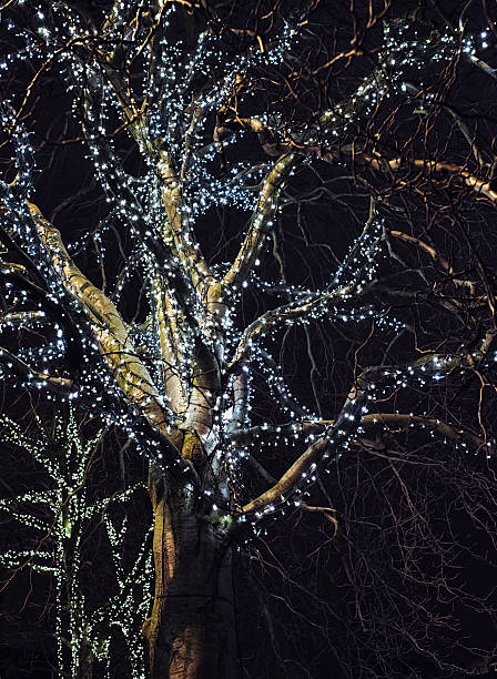 istock Winter Trees with Fairy Lights 450968073