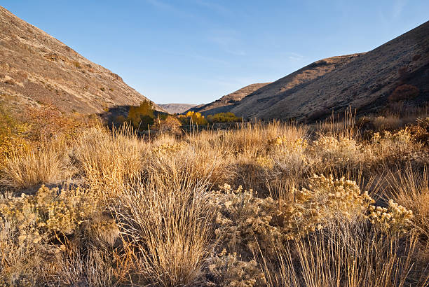 istock Sagebrush and Grass in the Yakima River Canyon 450968107