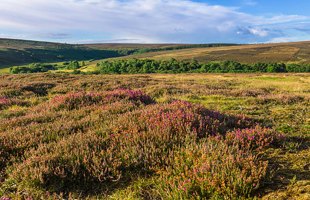 Heather bursts into bloom over the rugged North York Moors at dawn on a fine summer day near the village of Goathland, Yorkshire, UK.