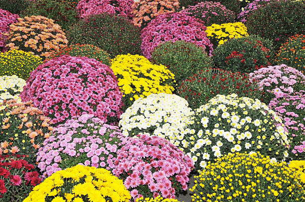 istock Beautiful autumn flowers 450968665