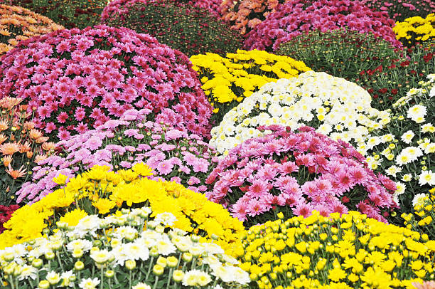 istock Beautiful autumn flowers 450968669