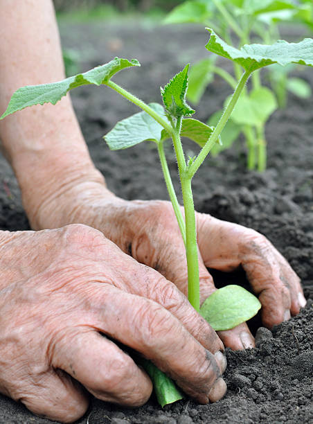istock senior woman planting a cucumber seedling 450970789