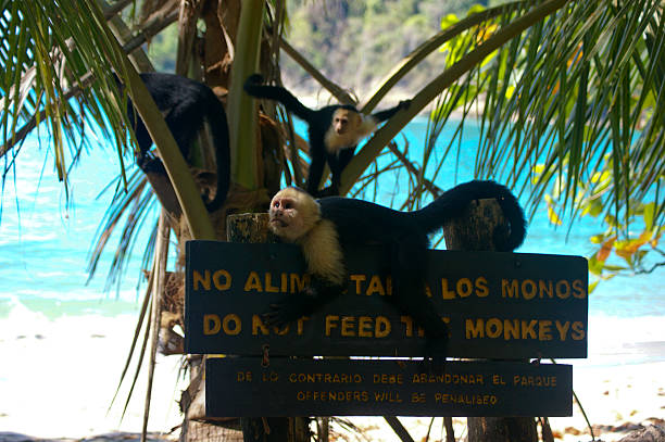 Comical Capuchin stock photo