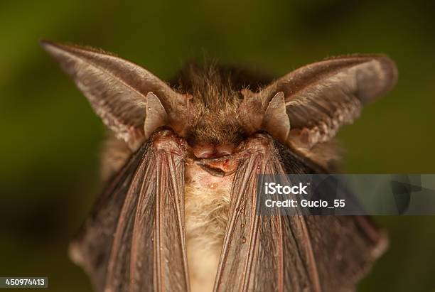 Plecotus Auritus - Fotografias de stock e mais imagens de Ecolocação - Ecolocação, Animal, Animal selvagem