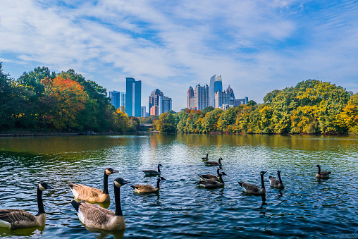 A fall view of the Atlanta midtown skyline from Piedmont Park, across the Lake with ducks swimming in the foreground and autumn colors in the trees and foliage.