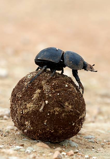 Flighless Dung Beetle Rolling Dung Ball stock photo