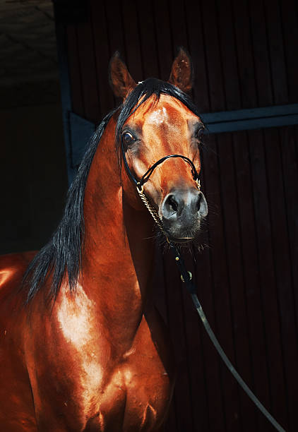 istock portrait of bay arabian stallion 450974527