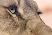 Lioness up close