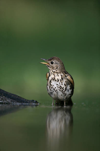 istock Song thrush, Turdus philomelos 450976057