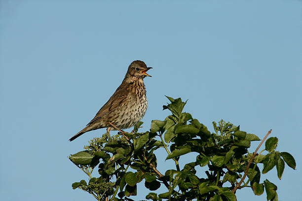 istock Song thrush, Turdus philomelos 450977257