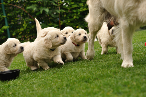 on the meadow