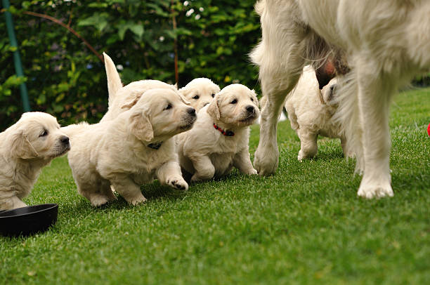 Puppies flocking after their mother stock photo