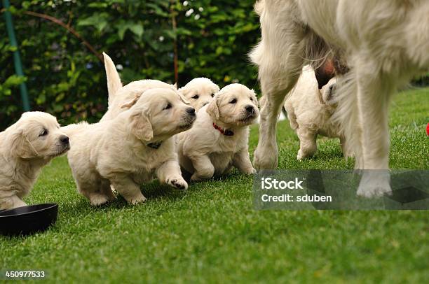 Puppies Flocking After Their Mother Stock Photo - Download Image Now - Puppy, Young Animal, Golden Retriever