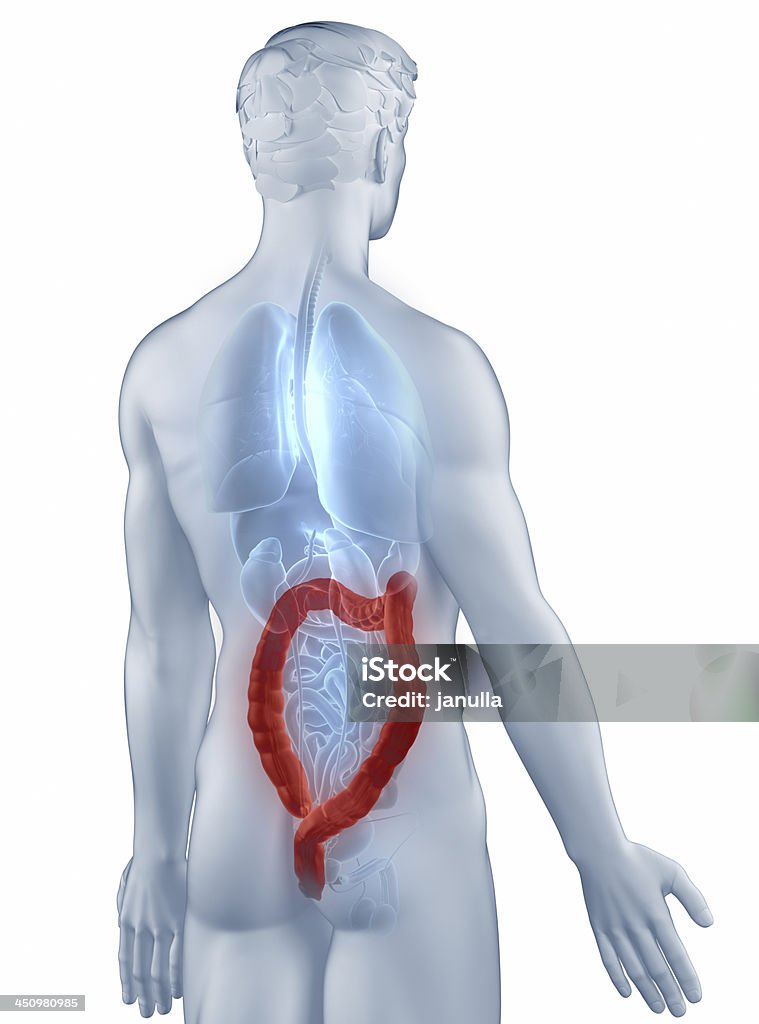 Cólon posição isolada Vista posterior anatomia Homem - Royalty-free Adulto Foto de stock