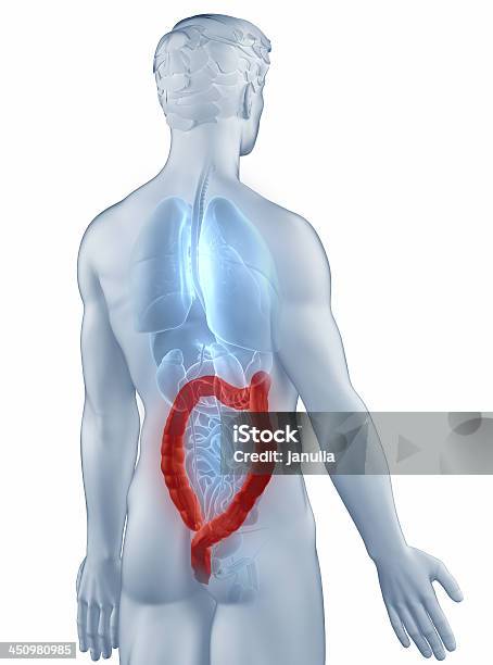 Cólon Posição Isolada Vista Posterior Anatomia Homem - Fotografias de stock e mais imagens de Adulto