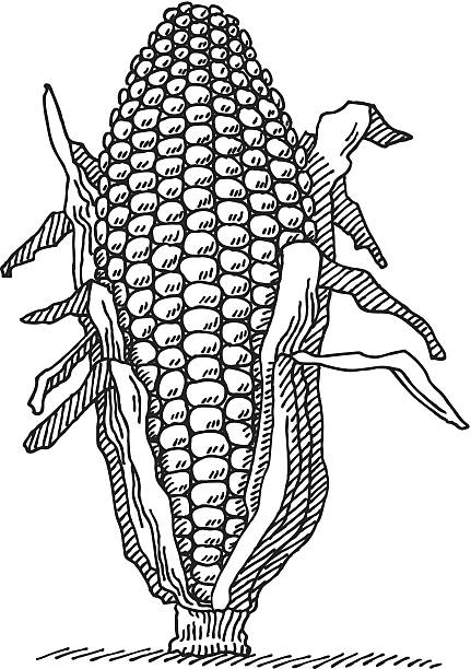 illustrazioni stock, clip art, cartoni animati e icone di tendenza di divisione di mais disegno - corn on the cob corn corn crop white background