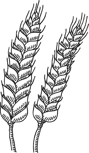 illustrazioni stock, clip art, cartoni animati e icone di tendenza di orecchie di grano disegno floreale - grass family vertical simplicity plant