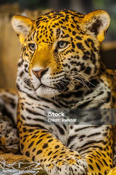 Jaguar Stock Photo - Download Image Now - Animal, Animal Skin, Animal  Wildlife - iStock