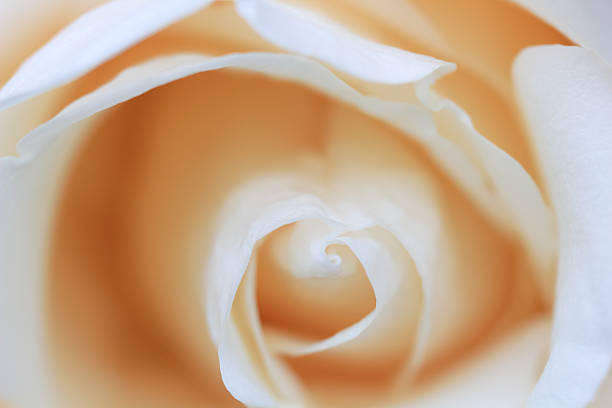 Rose Closeup Background stock photo