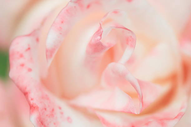 Abstract Rose Closeup Background stock photo