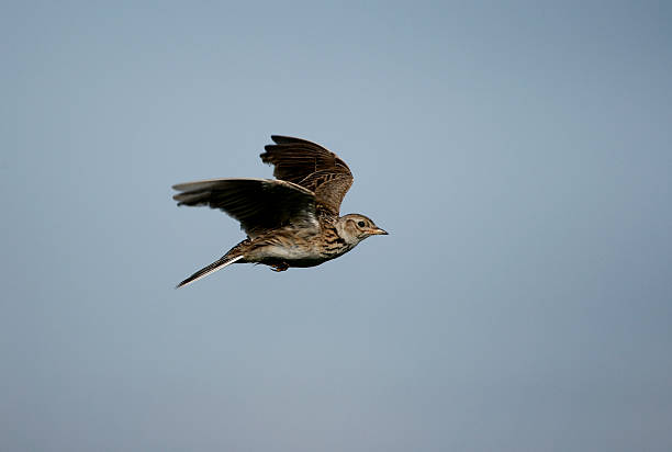 Skylark, Alauda arvensis Skylark, Alauda arvensis, single bird in flight, Hebrides, Scotland lark stock pictures, royalty-free photos & images