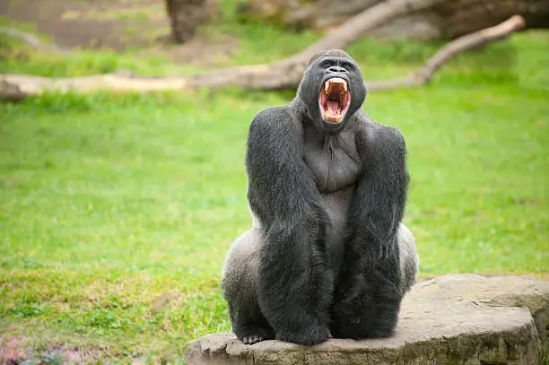 An African silverback gorilla shows his savage teeth.