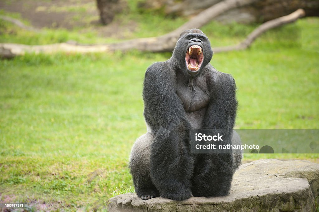 Gorila De Dorso Prateado Faz Cara Assustadora - Fotografias de stock e mais  imagens de Gorila - Gorila, Gorila de dorso prateado, Macaco antropoide -  iStock