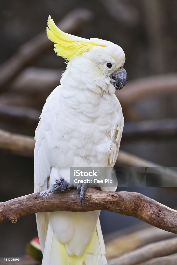 Cockatoo - Lizenzfrei Ast - Pflanzenbestandteil Stock-Foto