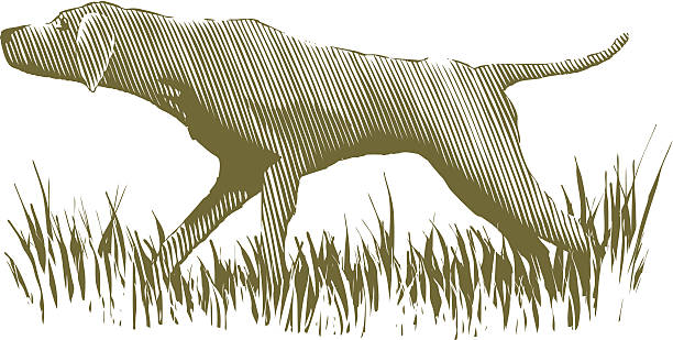 Woodcut Bird Dog vector art illustration