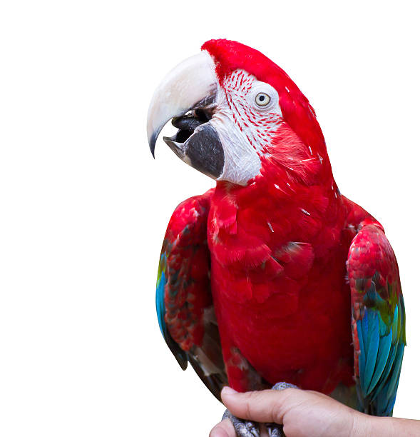 Macaw parrot Macaw parrot on white background richie mccaw stock pictures, royalty-free photos & images